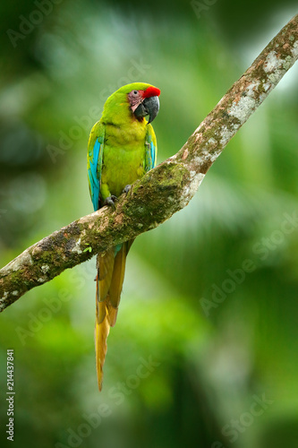 Wild rare bird in the nature habitat, sitting on the branch in Costa Rica. Wildlife scene in tropic forest. Ara ambigua, Green parrot Great-Green Macaw on tree.