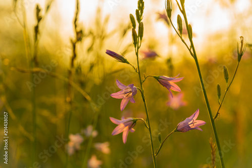 Abendsonne photo