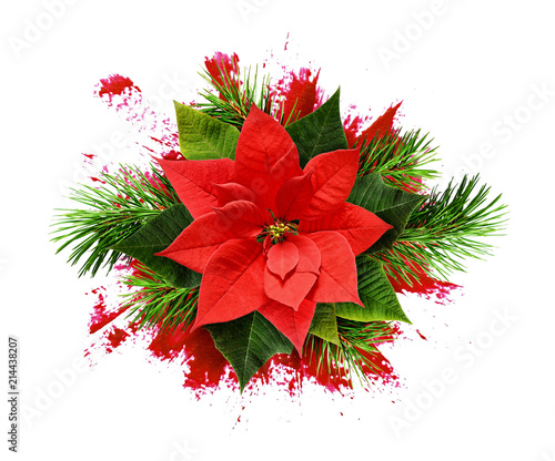 Red poinsettia flower and C...