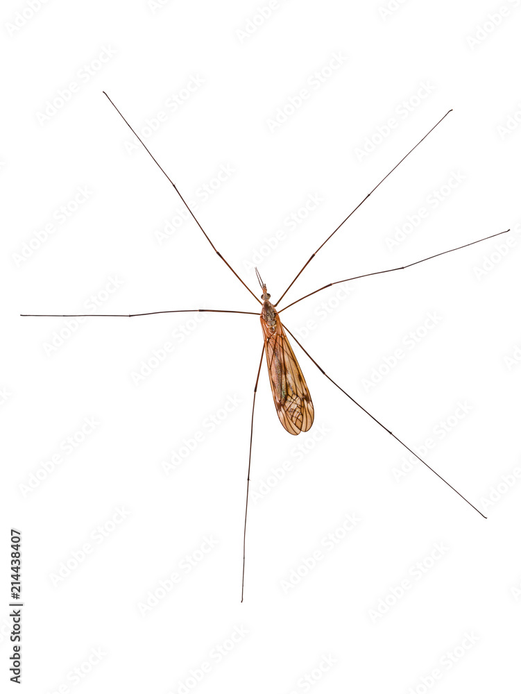 Marsh Crane Fly (Tipula oleracea), isolated on white background Marsh Crane Fly (Tipula oleracea), isolated on white background