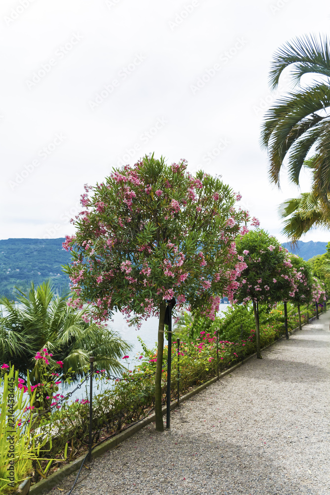 Botanical  Gardens with Oleander Trees and Palms of Island Madre.Isola Madre, is one of the Borromean Islands of Lake Maggiore in Piedmont ,North of Italy.
