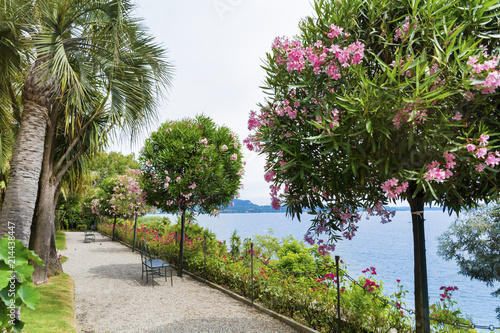 Botanical Gardens with Oleander Trees and Palms of Island Madre.Isola Madre, is one of the Borromean Islands of Lake Maggiore in Piedmont ,North of Italy.