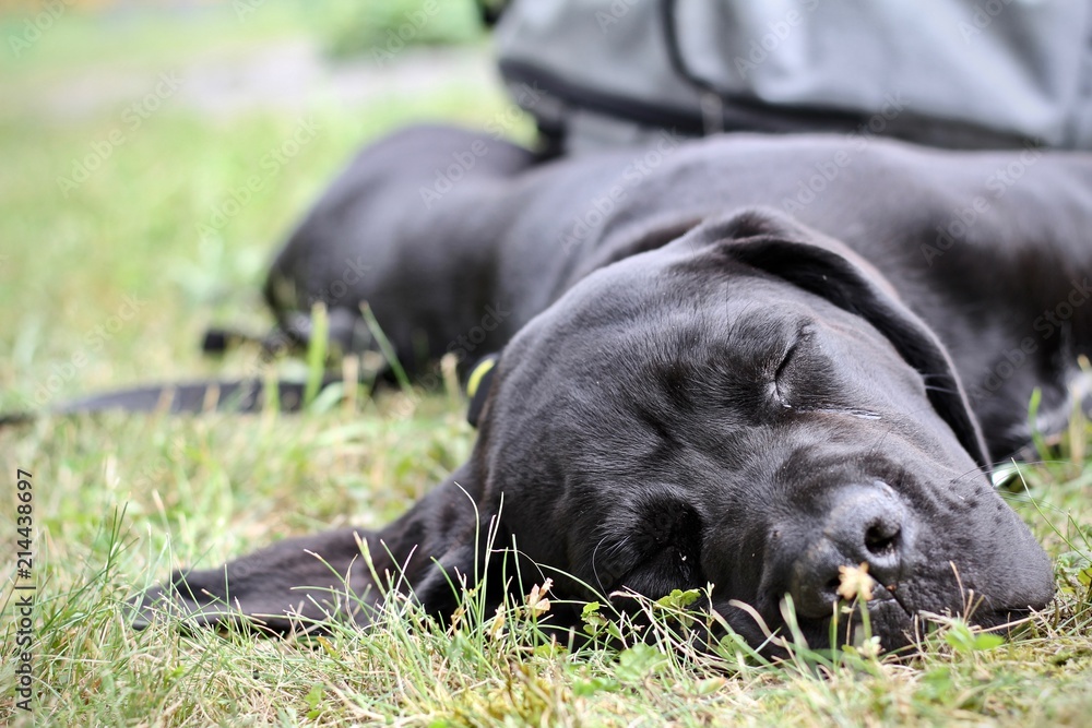 Labrador almost sleeping, black labrador puppy Labrador almost sleeping, black labrador puppy