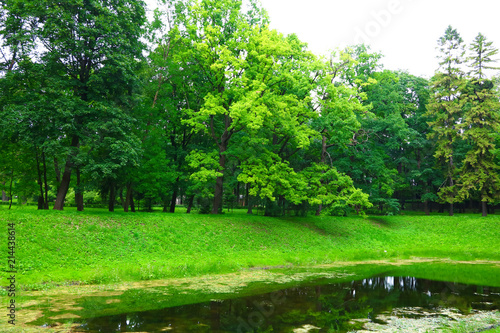Fototapeta Naklejka Na Ścianę i Meble -  landscape with green trees in the park