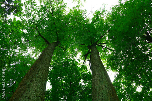 green crowns of huge trees