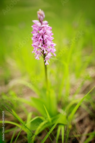Orchis militaris  military orchid  flowering European terrestrial wild orchid in nature habitat  detail of bloom  green clear background  Czech Republic. Pink flover in grass  spring day in Europe