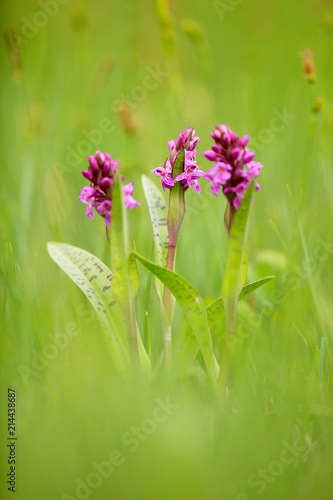 Broad-leaved Marsh Orchid, Dactylorhiza majalis, flowering European terrestrial wild orchid, nature habitat. Beautiful detail of bloom, Czech. Nature spring scene from Europe