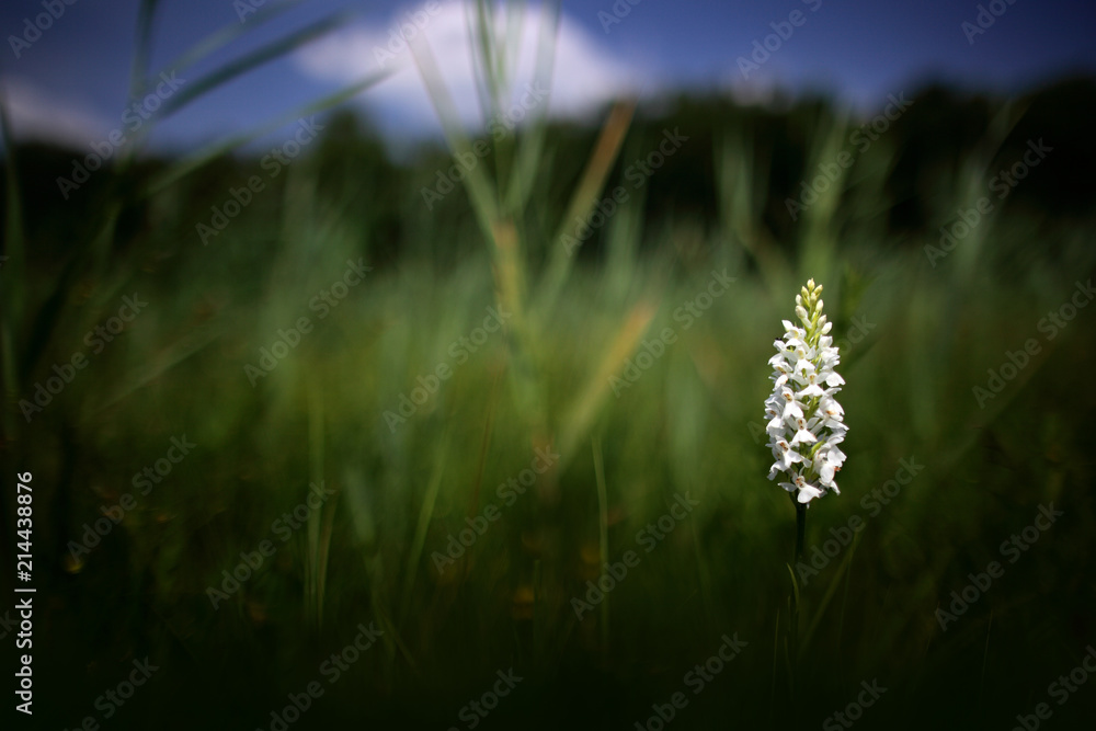 White orchid on the meadow. uropean terrestrial wild flower in nature habitat, detail of bloom, green clear background, Czech Republic, spring day.