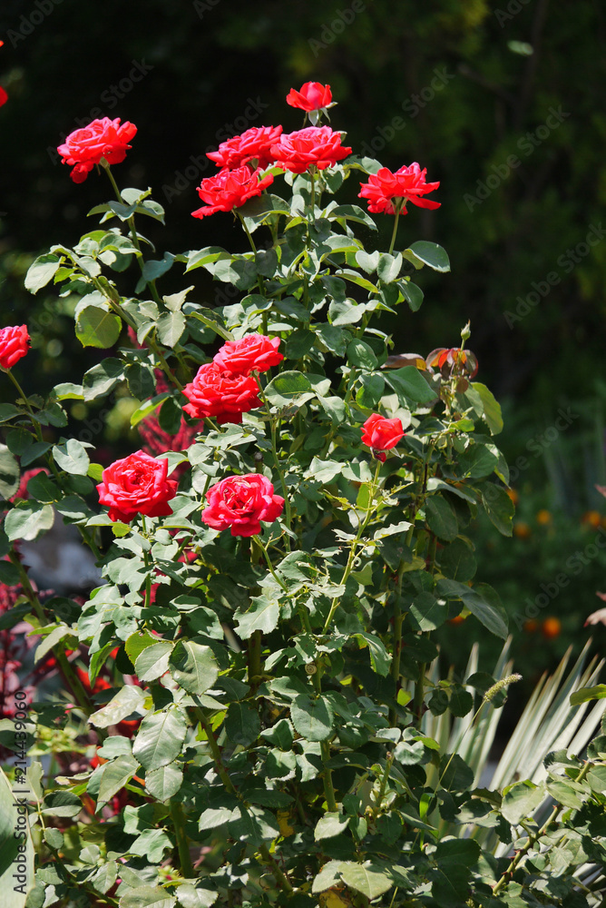 A lush bush of red roses with a lot of green leaves on tall thin stems growing in the garden.