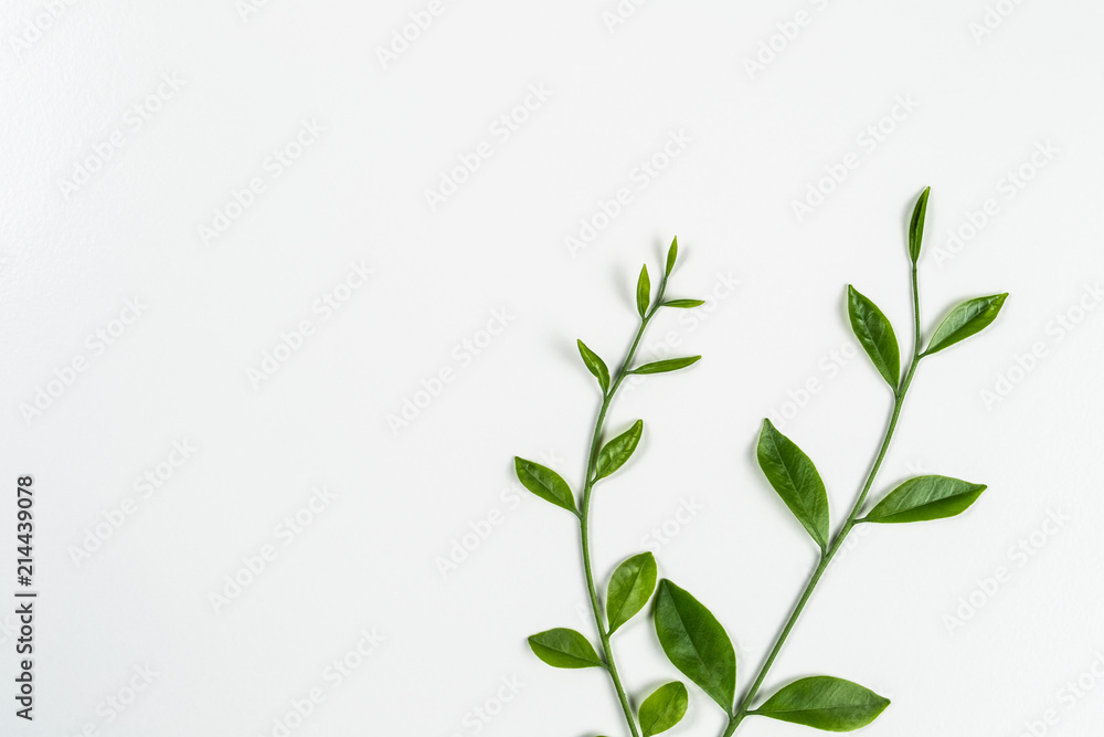 green leaf on white background with coppy space green leaf on white background with coppy space