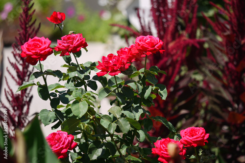 tender red roses bush best flowers for a gift