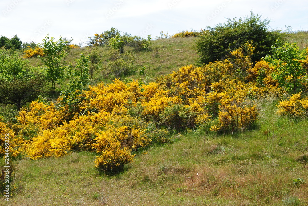 Naklejka premium Hiddensee