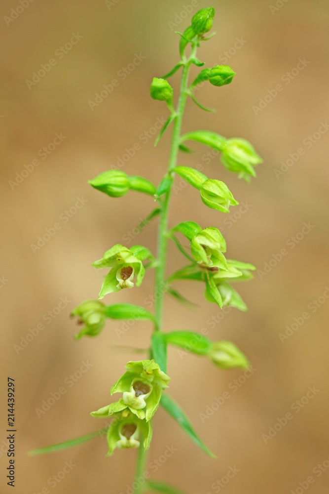 Epipactis pontica, Pontic Helleborine, wild orchid in nature habitat, Czech Republic. Flowering European terrestrial orchid in forest. Close-up detail of bloom. Epipactis pontica, Pontic Helleborine, wild orchid in nature habitat, Czech Republic. Flowering European terrestrial orchid in forest. Close-up detail of bloom.