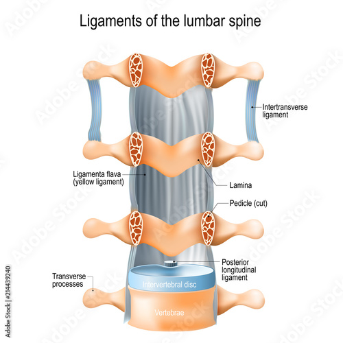 Ligaments of the lumbar spine. Ligamenta flava (yellow ligament)