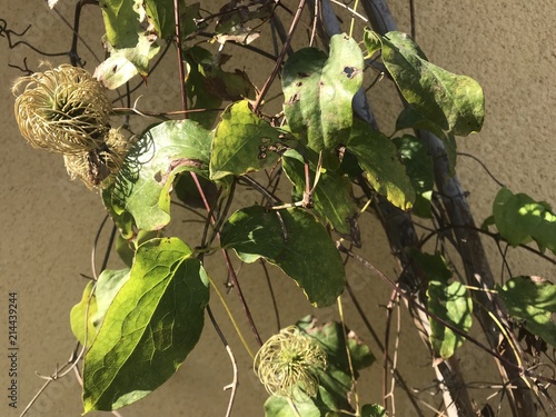 Εκτύπωση καμβά Plante de clématite en été près de Lyon