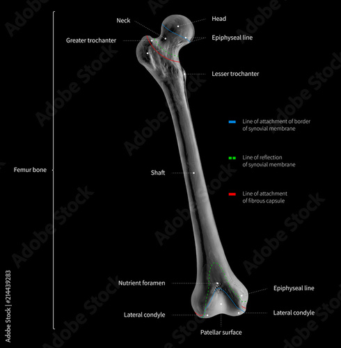 Infographic diagram of human femur bone or leg bone anatomy system anterior view- 3D- Human Anatomy- medical diagram- educational and human body concept- black and white x-ray color film photo