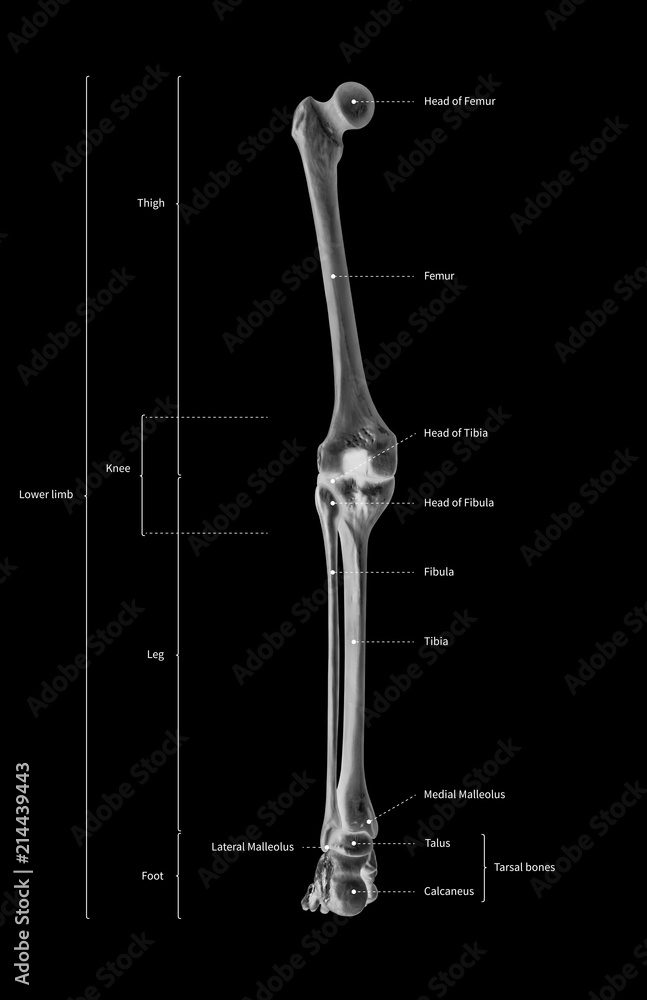 Lower Limb Bones Diagram