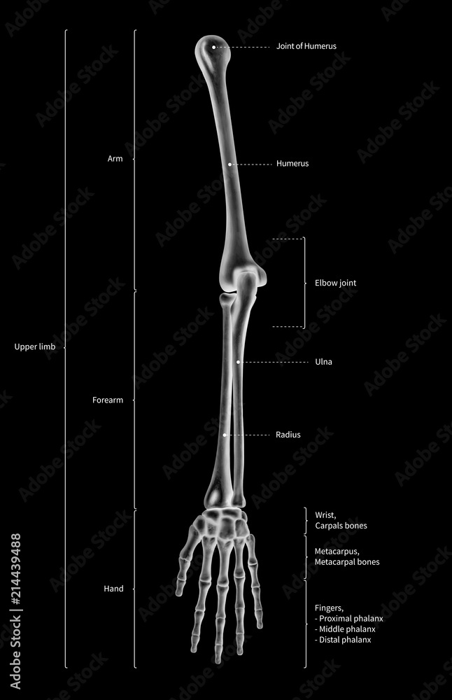 Upper Arm Bone Diagram