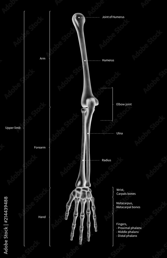 Illustrazione Stock Infographic diagram of human skeleton upper limb bone  anatomy system or arm bone anterior view- 3D- human anatomy- medical  diagram- educational and human body concept- black and white x-ray color