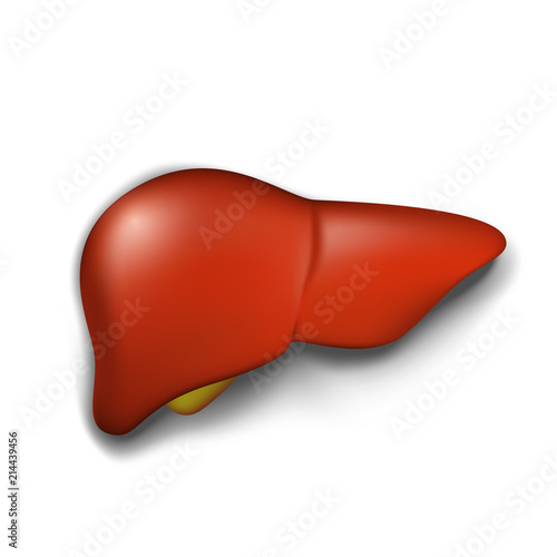 Healthy human liver, vector illustration, isolated on white
