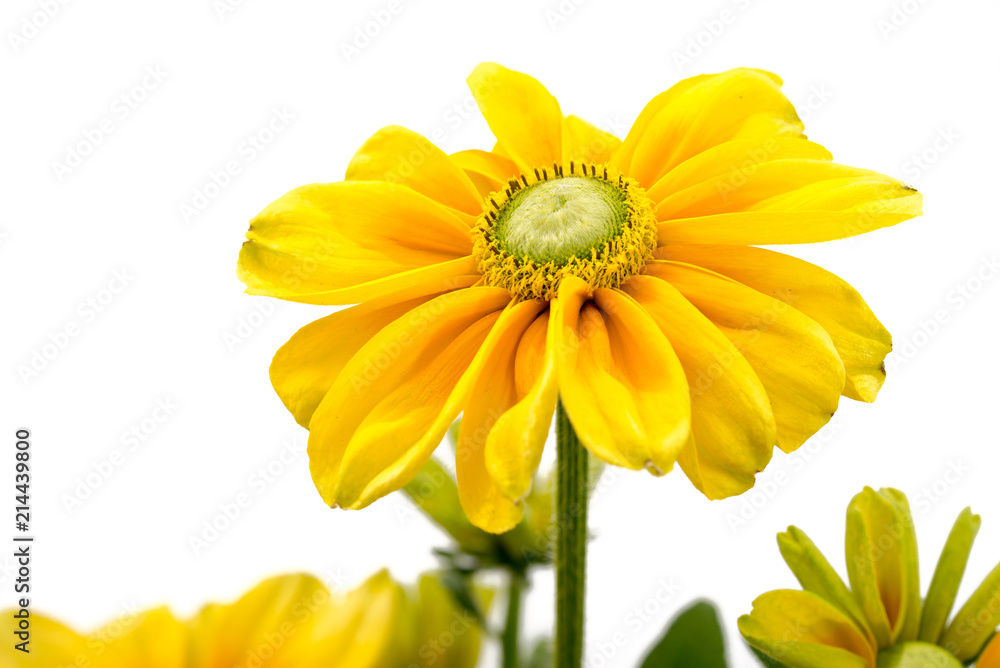 Rudbeckia nitida Rudbeckia nitida