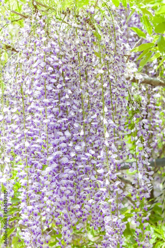 Obraz premium Japanese Wisteria Garden