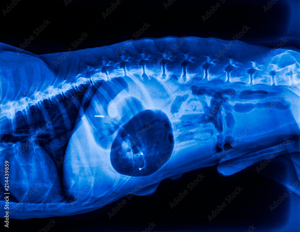 Xray of dog lateral view with Gastric dilatation volvulus“GDV”or