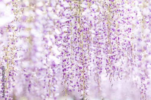 Japanese Wisteria Garden