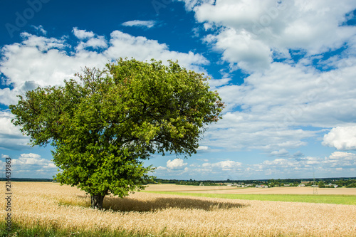 A large tree in the field