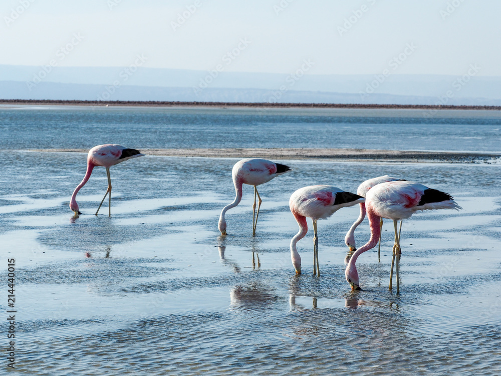 Flamingoes at Salt Lake in Atacama Desert Chile