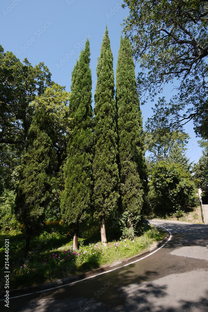 three high cypress trees in a park near the road three high cypress trees in a park near the road