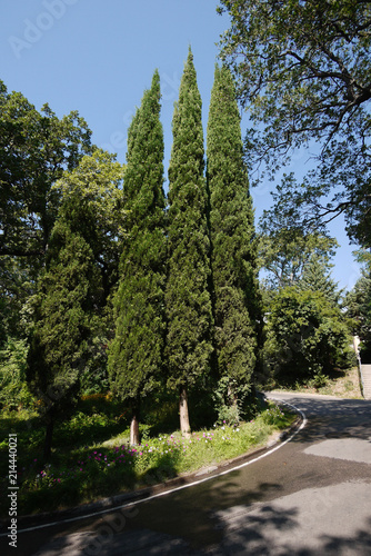three high cypress trees in a park near the road