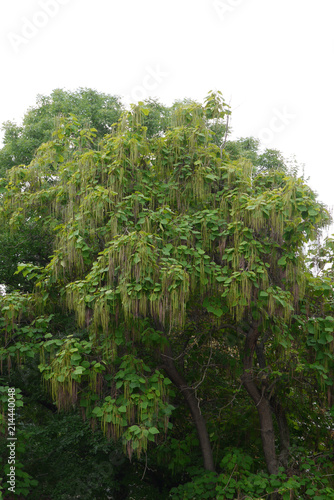 Lush crown of a large mighty tree with unusual oblong green inflorescences on branches