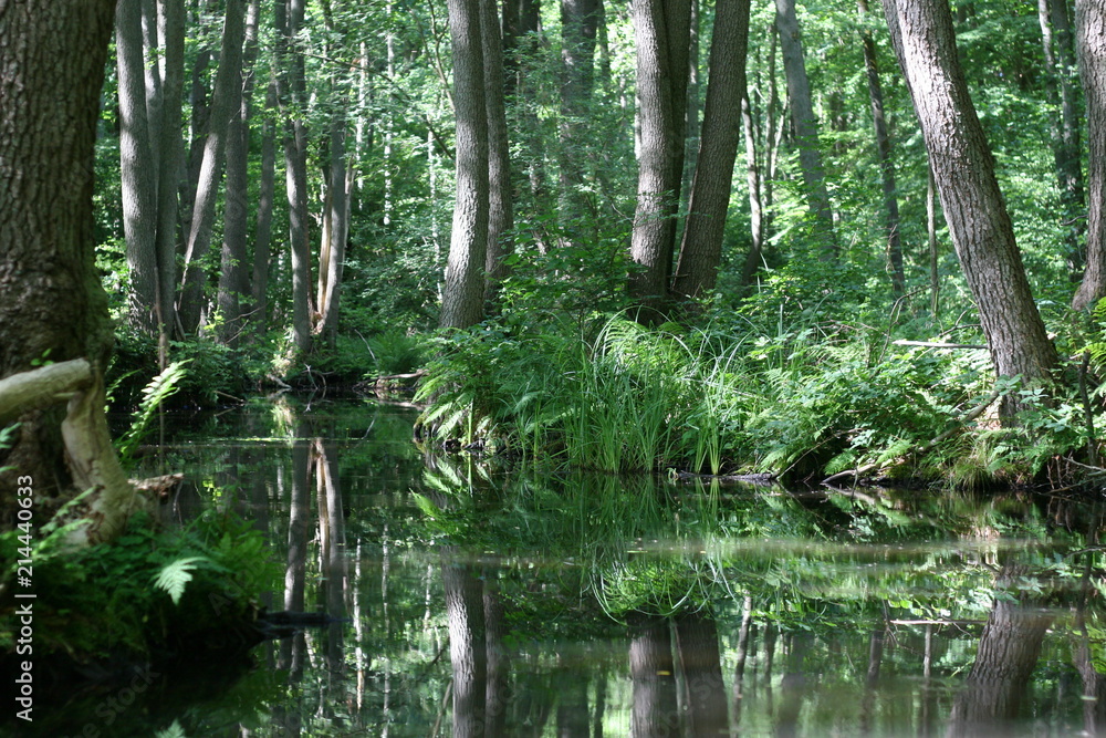 Alder wood forest at river landscape in Lychen, Feldberger Wasserwege, Mecklenburger Seenplatte, Germany Alder wood forest at river landscape in Lychen, Feldberger Wasserwege, Mecklenburger Seenplatte, Germany