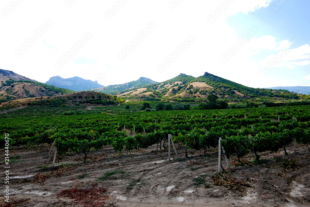 A large, green vineyard in the shade of large mountains. Delicious wine in the future