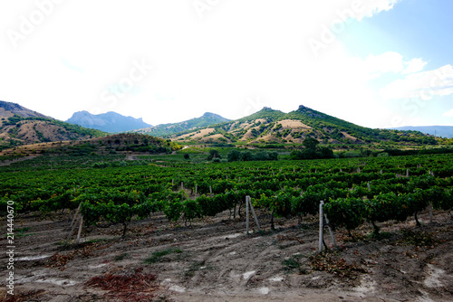 A large  green vineyard in the shade of large mountains. Delicious wine in the future