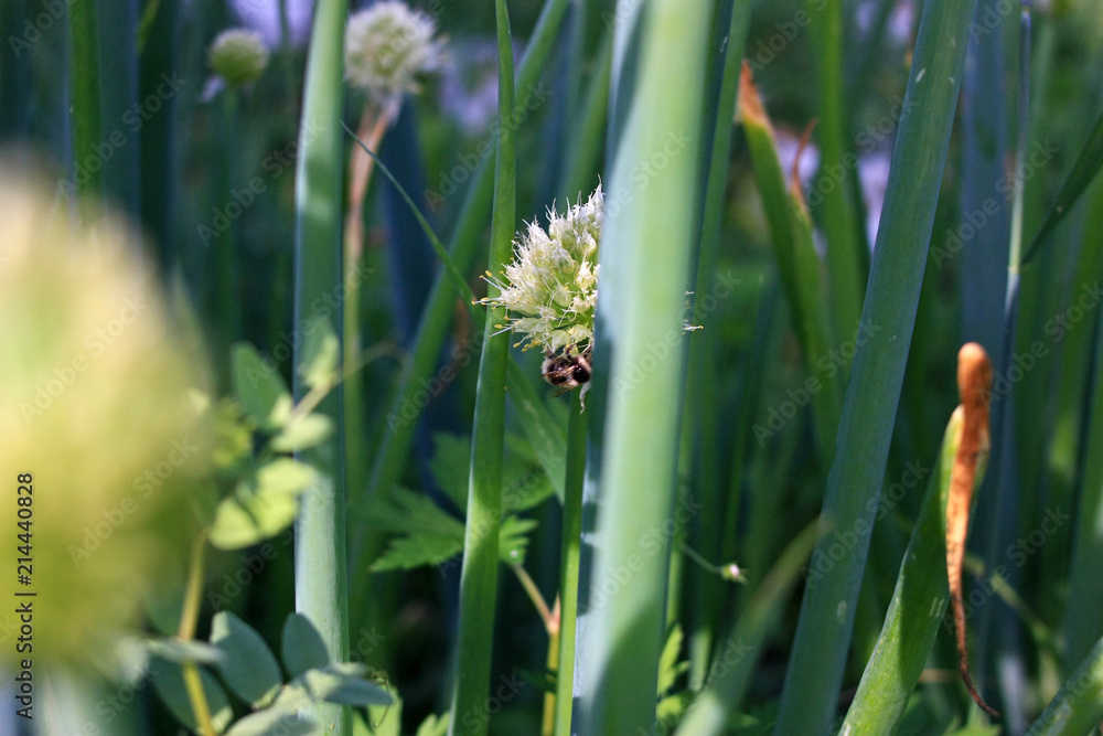 Fototapeta premium Bumblebee gathers nectar