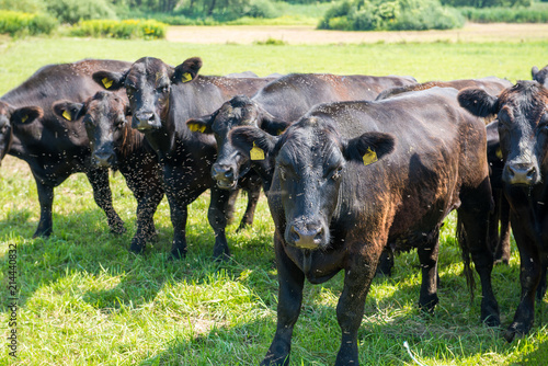 Photos flock of black angus cattles on a cow paddock