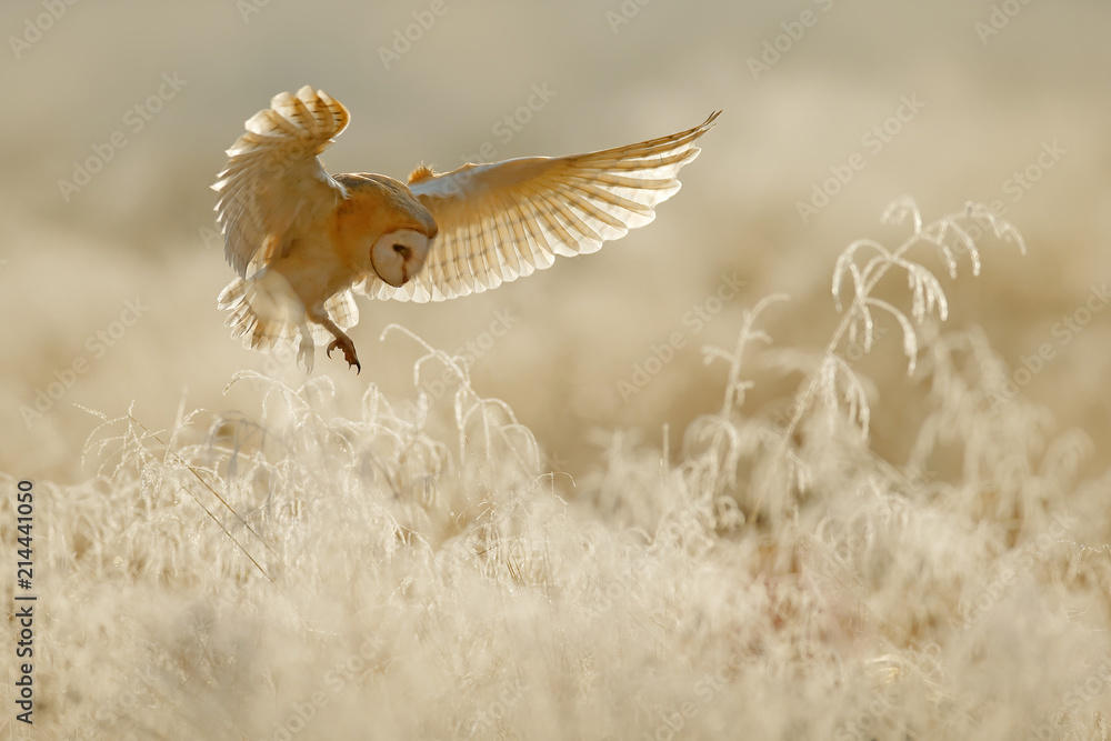 Naklejka premium Sowa leci z otwartymi skrzydłami. Płomykówka, Tyto alba, lecący nad białą trawą szron w godzinach porannych. Scena dzikich ptaków z natury. Zimny poranny wschód słońca, zwierzę w środowisku.