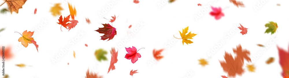 Herbstblätter - obrazy, fototapety, plakaty 