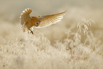 Tableau sur plexiglas Animaux Effraie des clochers en vol ailes déployées  © ondrejprosicky