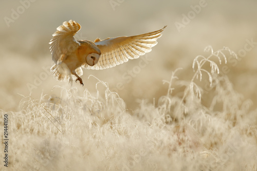Owl fly with open wings. Barn Owl, Tyto alba, flying above rime white grass in the morning. Wildlife bird scene from nature. Cold morning sunrise, animal in the habitat.