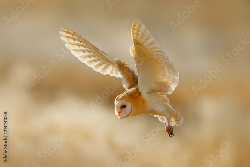 Owl fly with open wings. Barn Owl, Tyto alba, sitting on the rime white grass in the morning. Wildlife bird scene from nature. Cold morning sunrise, animal in the habitat.