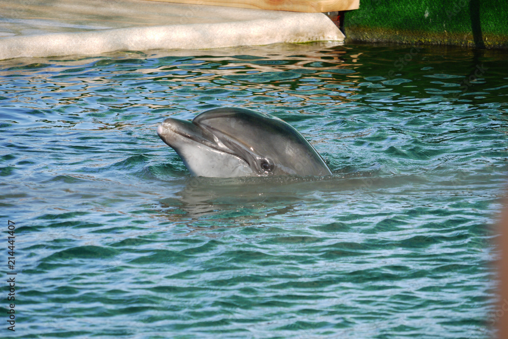 A handsome dolphin peeking out of the pool water in a dolphinarium with a clever air looks away from himself.