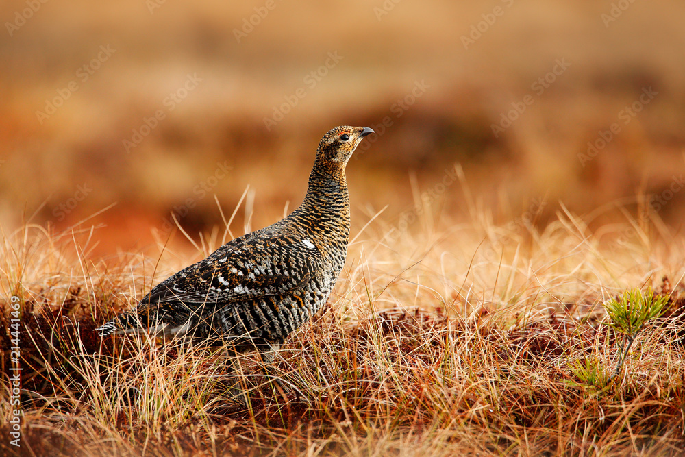 Black grouse on the bog meadow. Lekking nice bird Grouse, Tetrao tetrix, in marshland, Sweden. Spring mating season in the nature. Wildlife scene from north Europe. Black grouse on the bog meadow. Lekking nice bird Grouse, Tetrao tetrix, in marshland, Sweden. Spring mating season in the nature. Wildlife scene from north Europe.