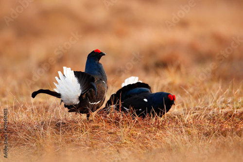 Tableau sur toile Black grouse on the bog meadow