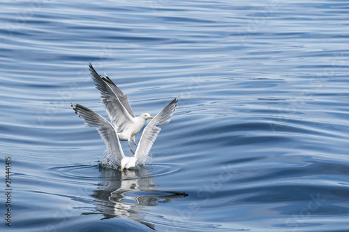 Seagull ballet