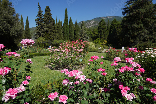 A huge number of pink and white roses against the backdrop of green cypresses and rocky mountains