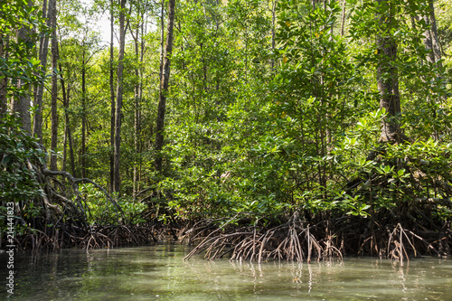 Mangrovenwald in Sabang