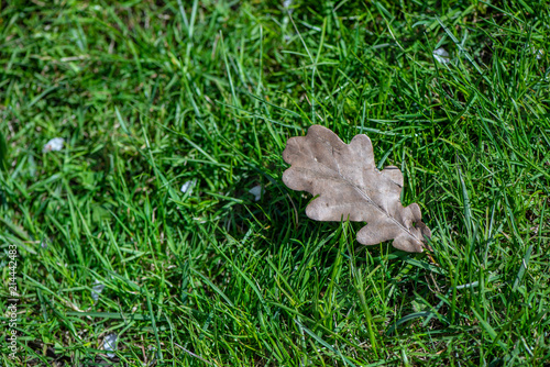 Macro of single dead oak leaf on green grass